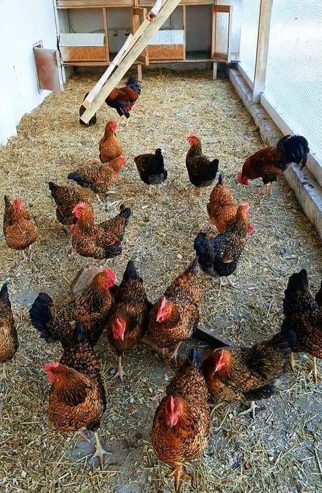 Кучин сицевый балапандары