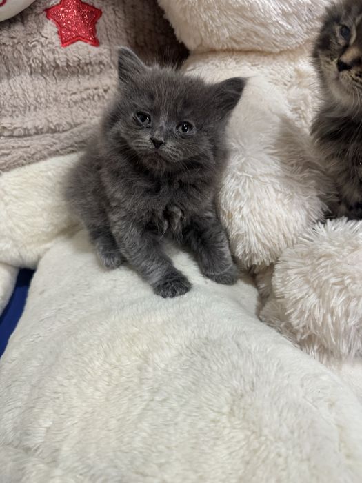 Продам шотландских котят