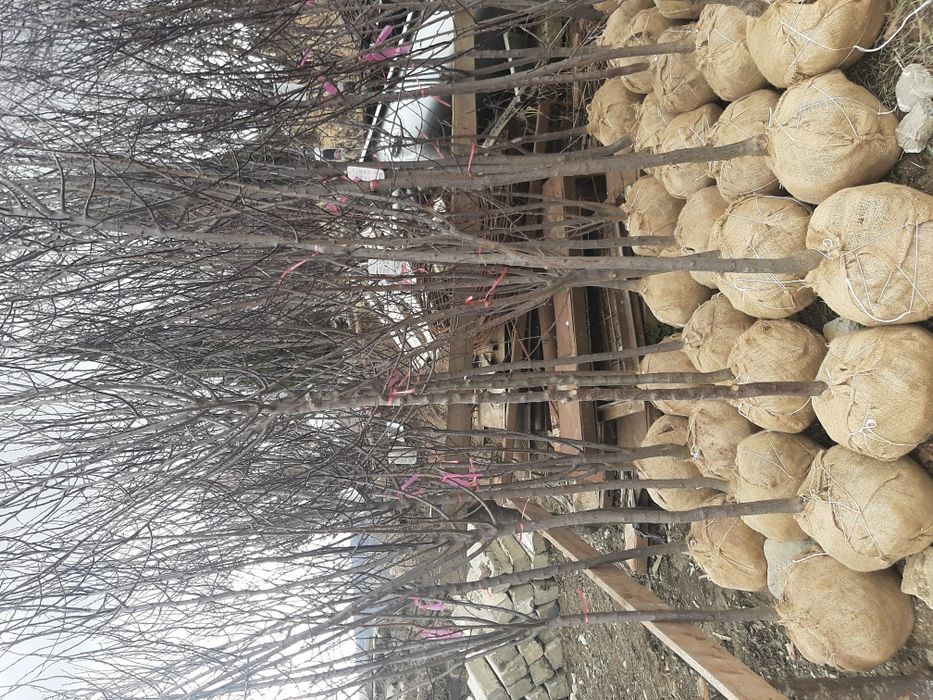 Vindem mesteacăn tei platan stejar frasin plop etc