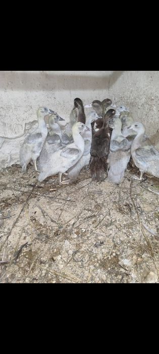 Индоутята  лаванда.