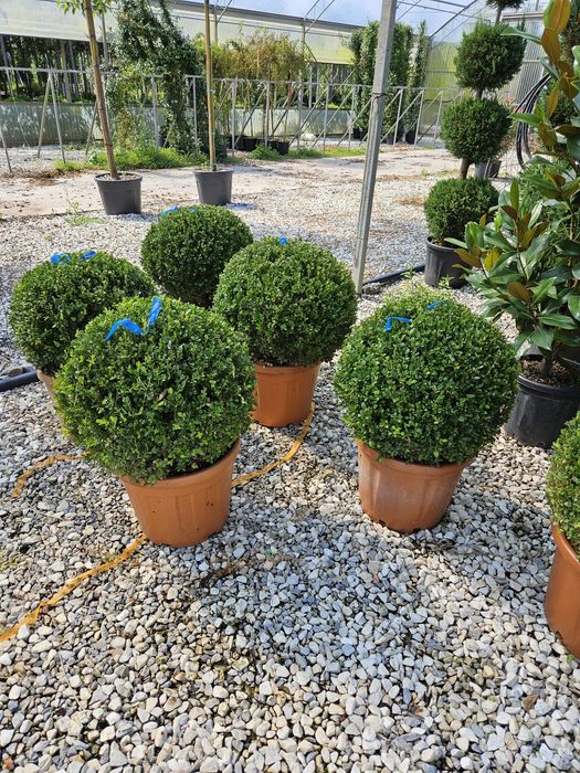 Plante ornamentale de calitate superioara