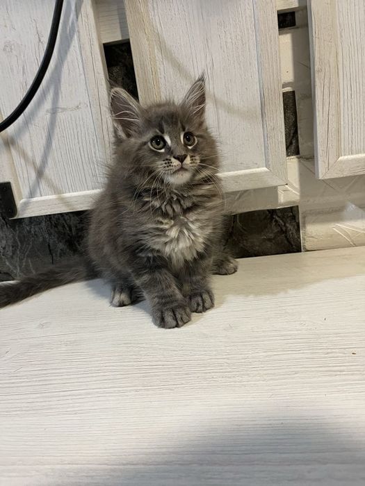 Maine Coon mascul disponibil  Pedigree WCF