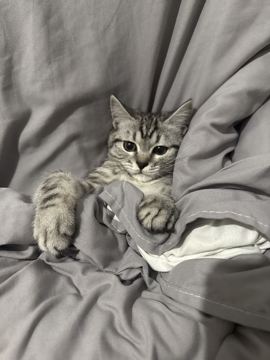 Продам котенка не кастрирован