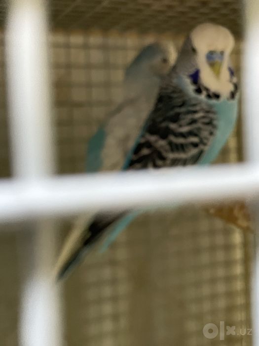 Волнистие папугайчикла бор тайёр куш ла