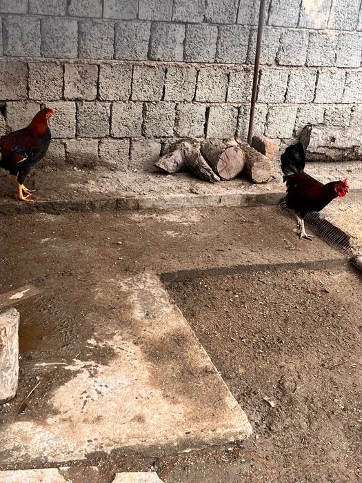 Домашние Петухи Хуроз