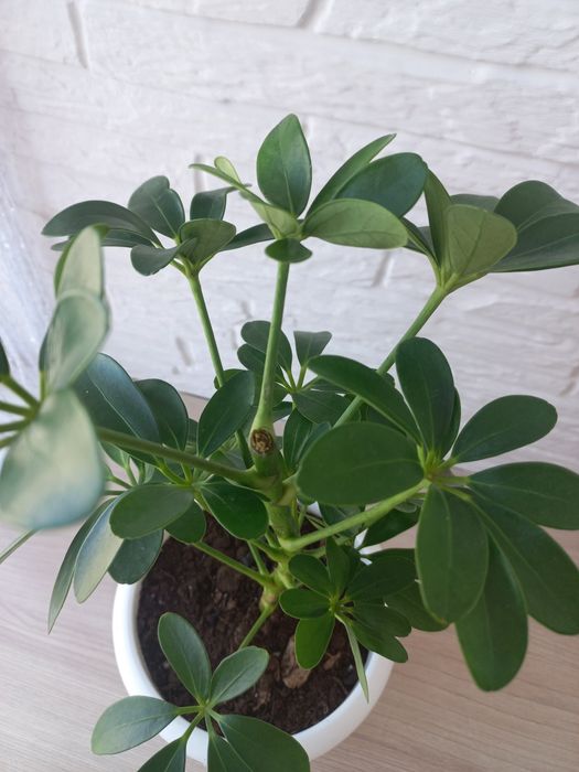 Продам   Шефлеру