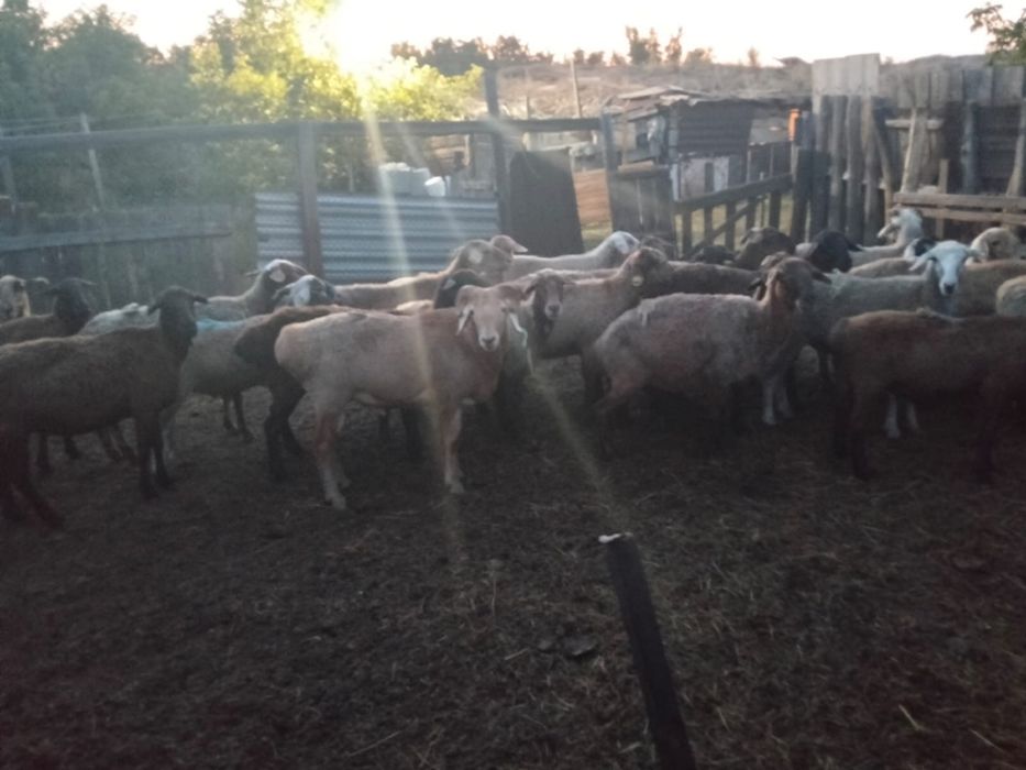 Продам оптом 26 голов