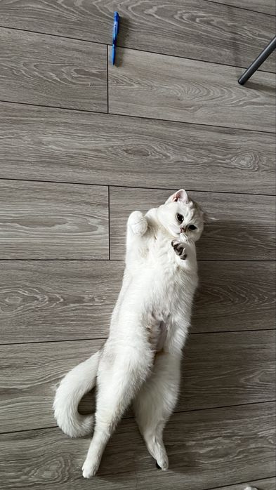 Кошка британка чистокровная