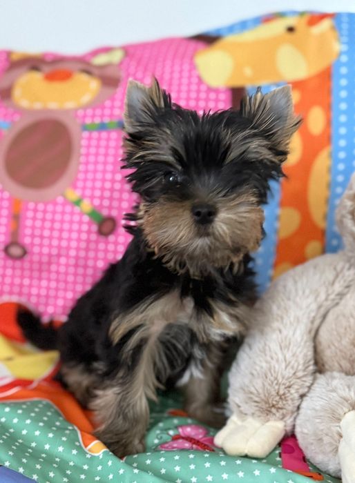 pui Yorkshire Terrier