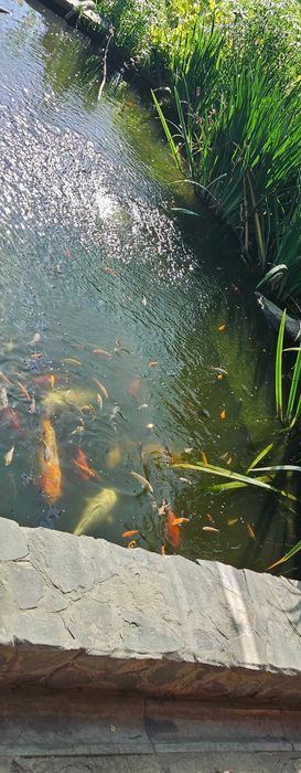 Мальки карпа Кои