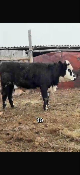 Продам бычков с откорма