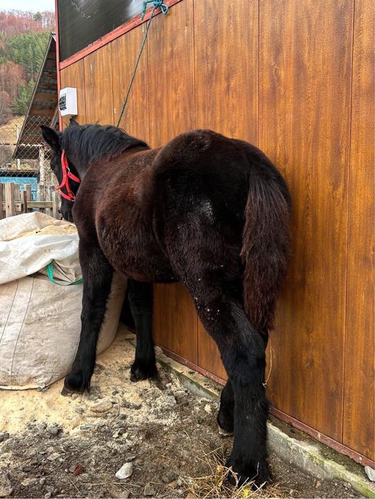 Manză neagra Ardeneza de 5 luni