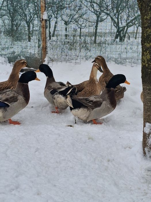 Vand oua incubat ratuste  Rouene