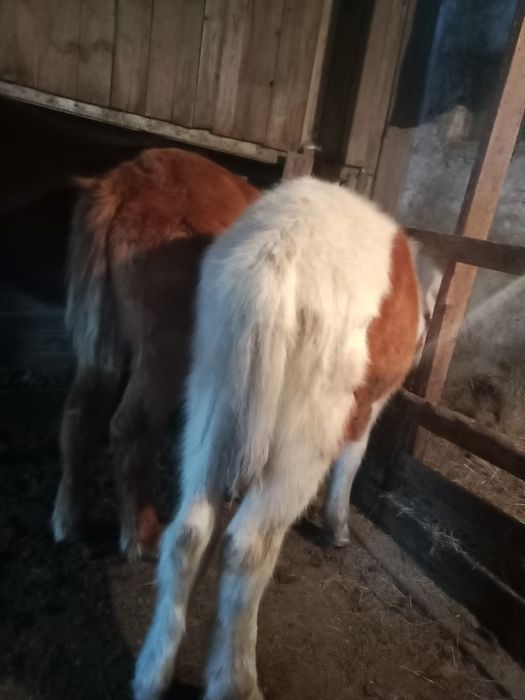 Продам жеребят еркек ала