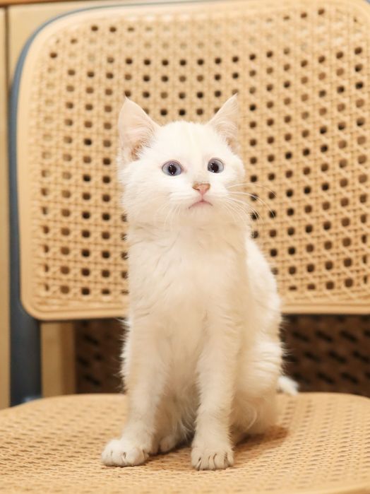 Кошки в добрые ручки