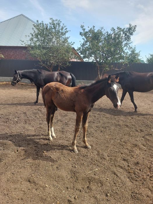 Продам лошадь с жеребенком