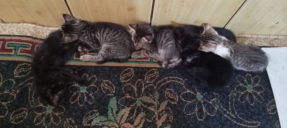 Отдам Даром Котят