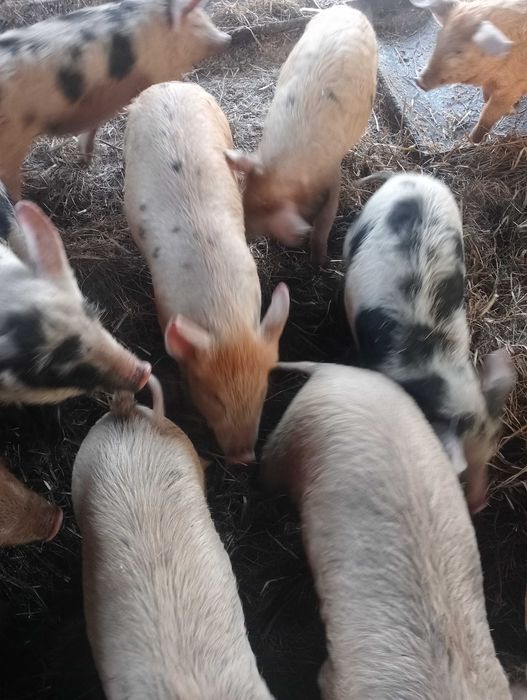 Поросята подрощенные
