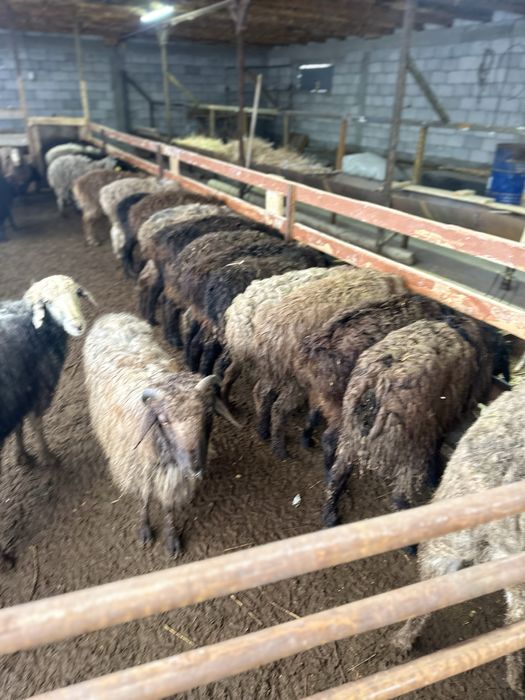 34 бас қошқар бар