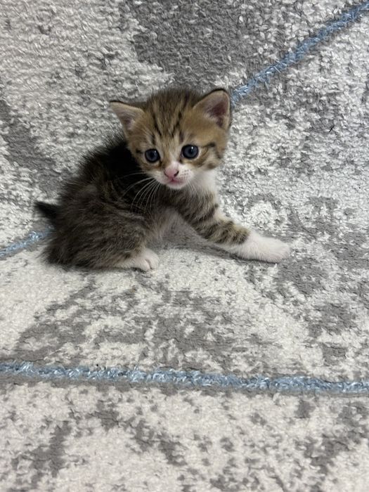 Котята британские