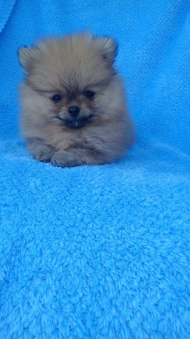 Шпицы мальчики и девочки