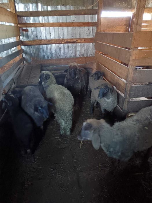 Miei intarcati 30 55kg