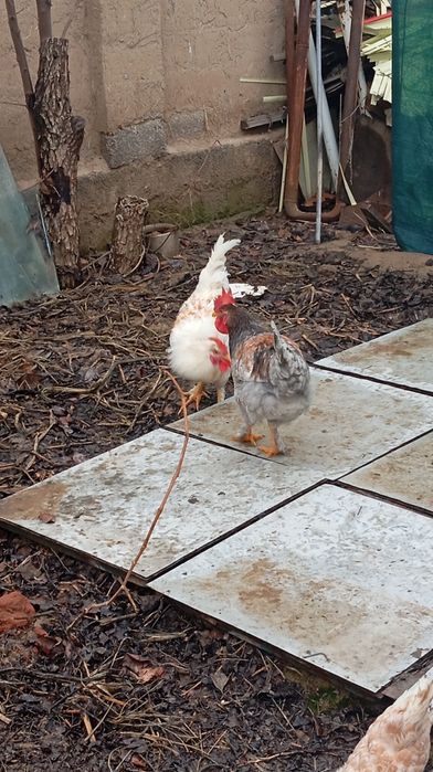 Xoʻroz sotiladi uyda boqilgan