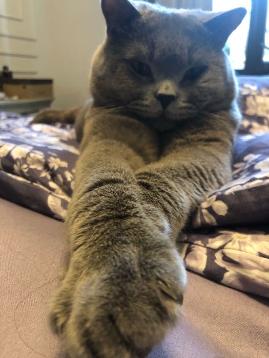 Британец племенной с родословной