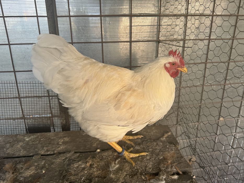 New Hampshire - Playmouth Rock Barat