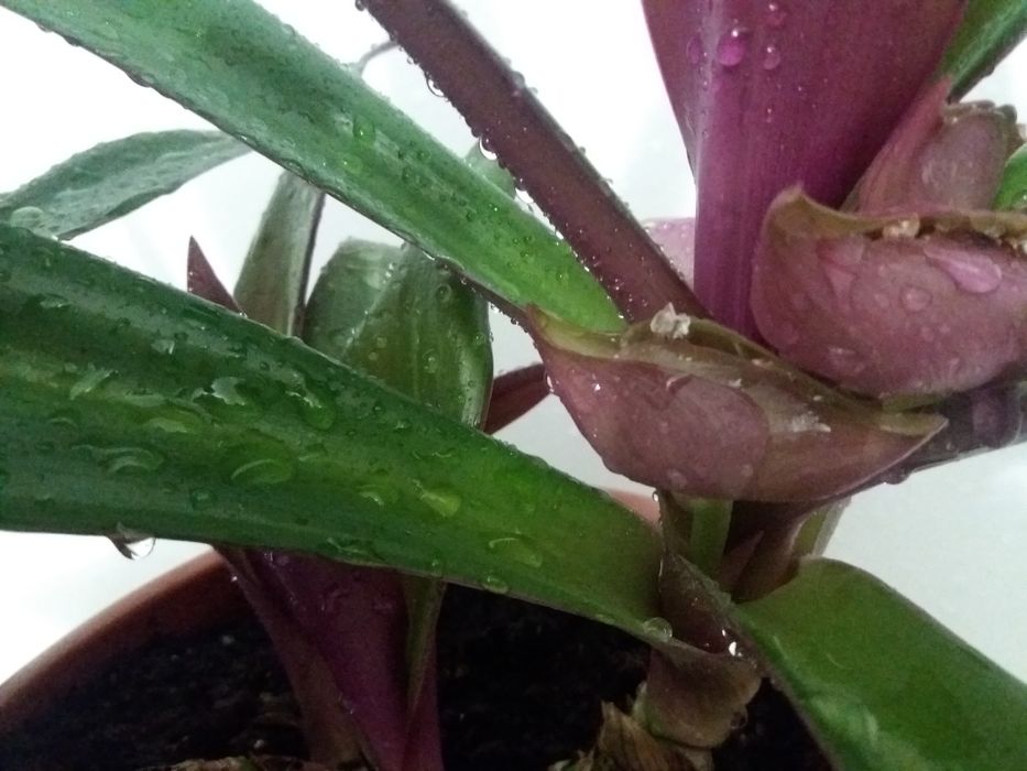 Комнатный цветок рэо