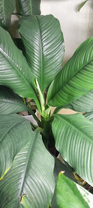 Спатифиллум Сенсация