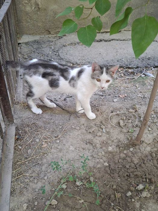 котенок бесплатно
