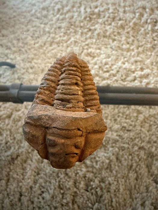 Fosilă Trilobit Phacops – Devonian – Autentic  ~ 390 milioane ani!