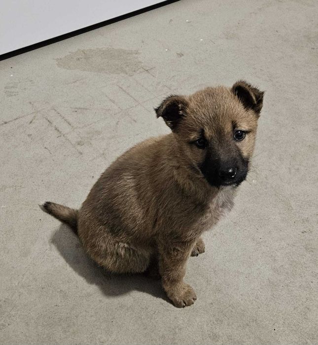 Oferim spre adoptie Catelusa