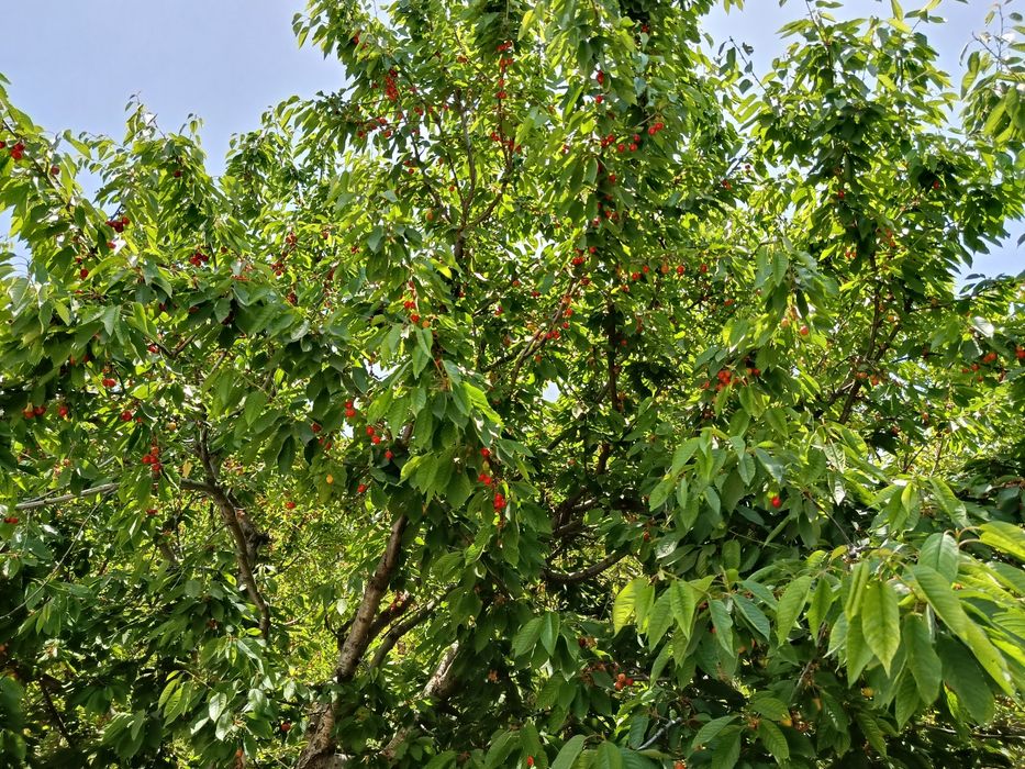 PARKENT tumani XISORAK qishlog'ida UY  SOTILADI.