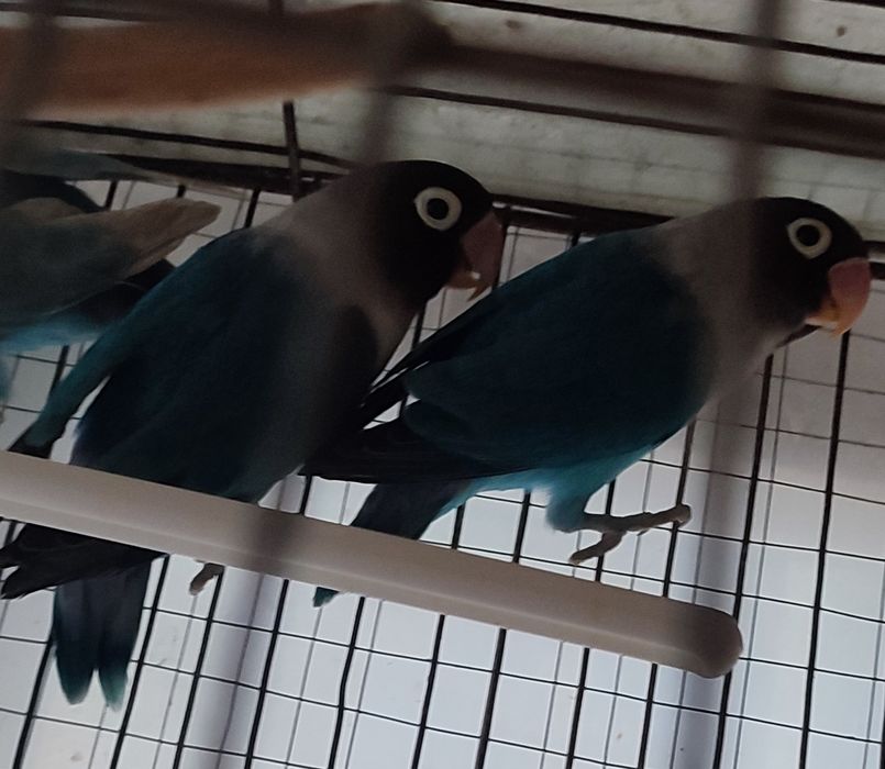 Продам маска               Синий