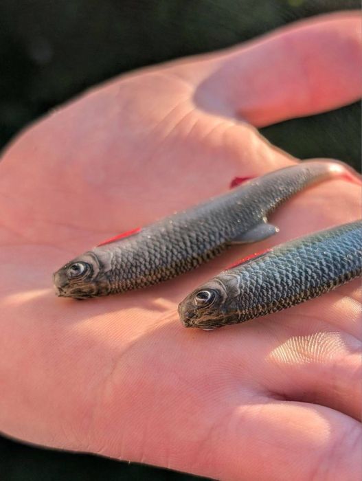 Резиновая приманка На Судака