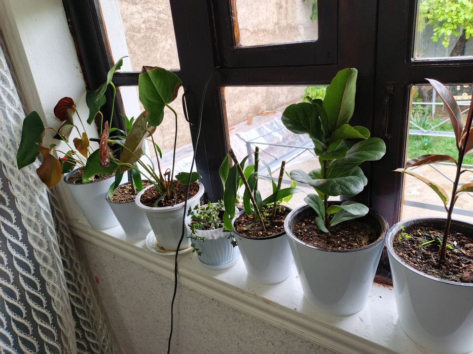 Продается комнатные растения