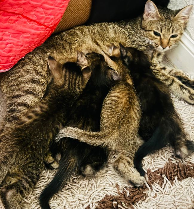 Отдам котят в добрые руки