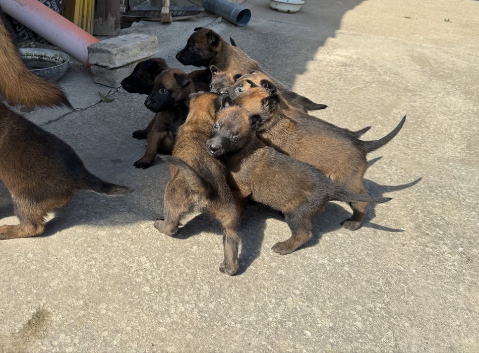 Белгийска овчарка Малиноа