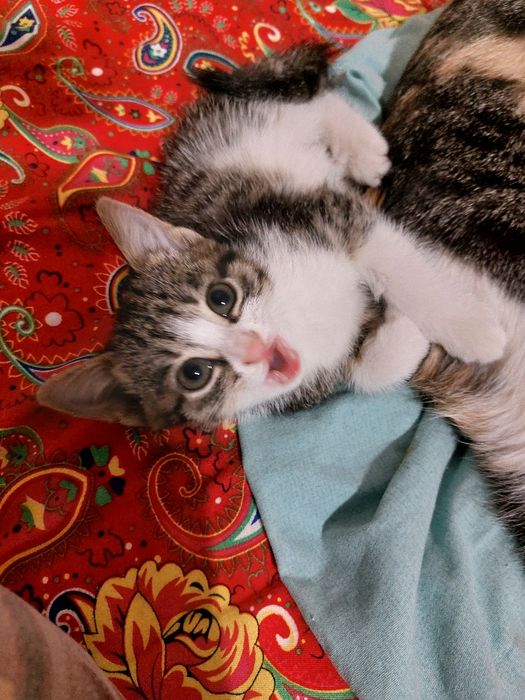 Отдам котенка в хорошие руки