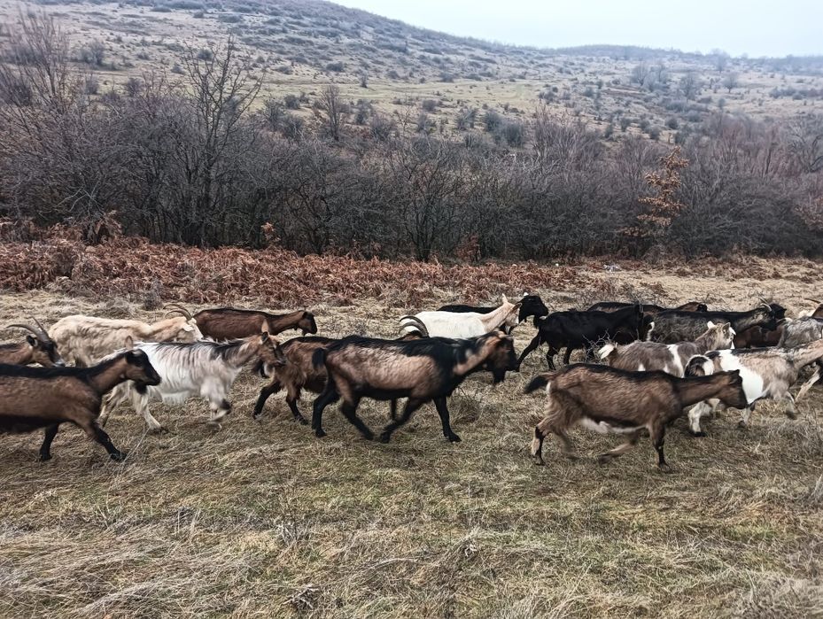 Capre de vânzare urgent