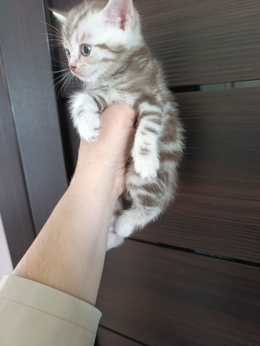 Отдам котят бесплатно.