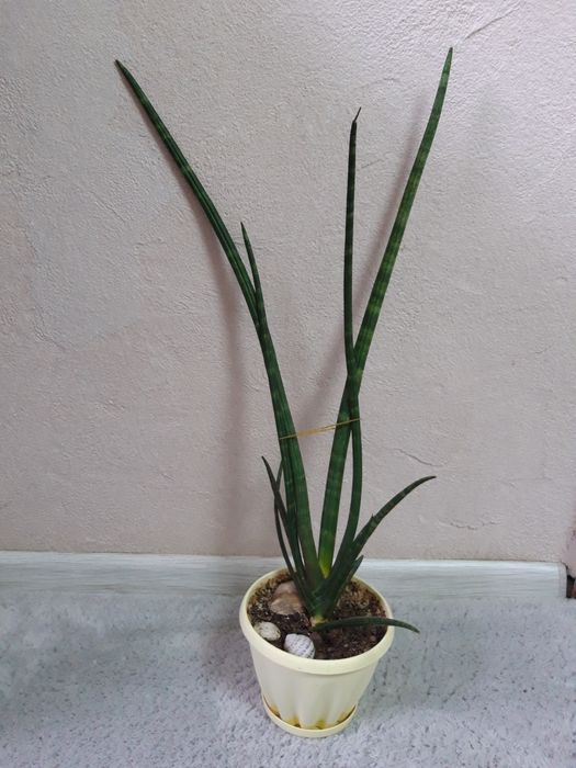 Продам цветок Сансевиерия