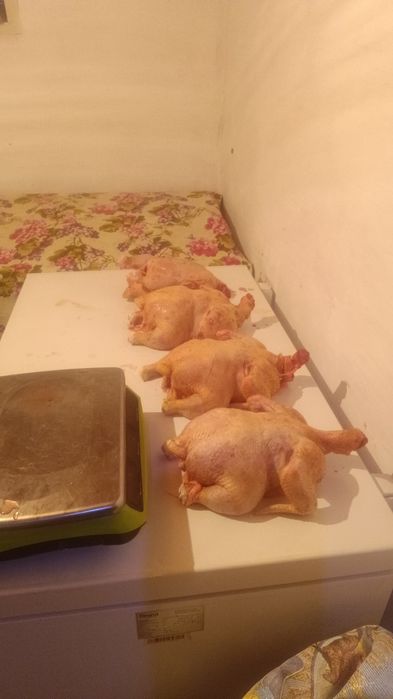 Бройлер тауық курица мяцо