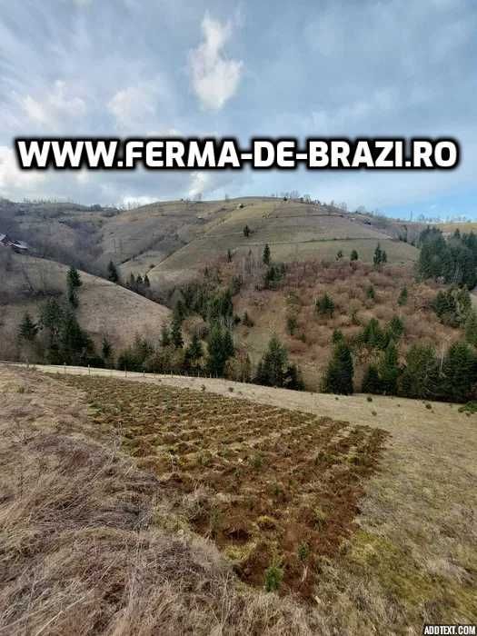 Pachet 1000 buc. puieti Infiintare Plantatie Pomi Craciun-10 specii