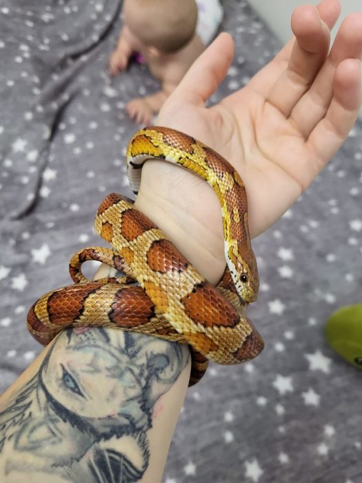 Продам змею маисовый полоз 4 года длина 135см