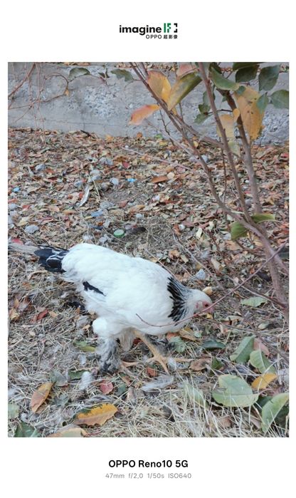 Кораздар сатылады. Брама