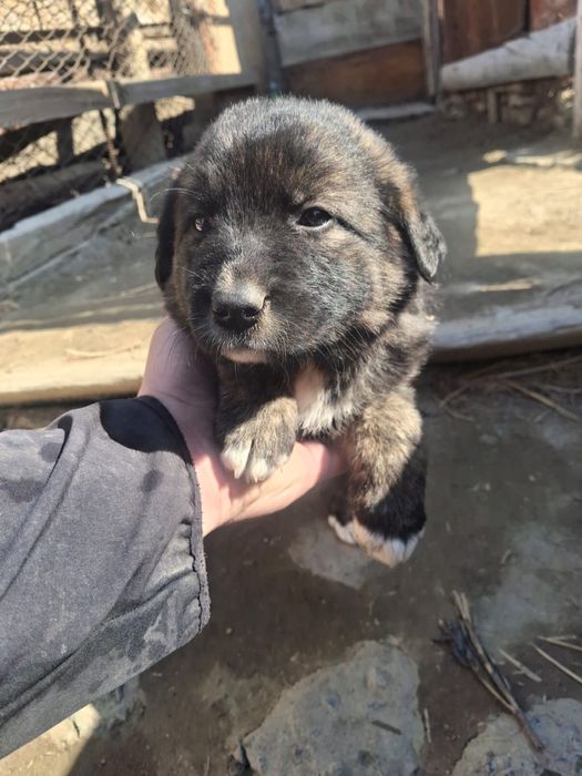 Щенки бесплатно Кушиктер