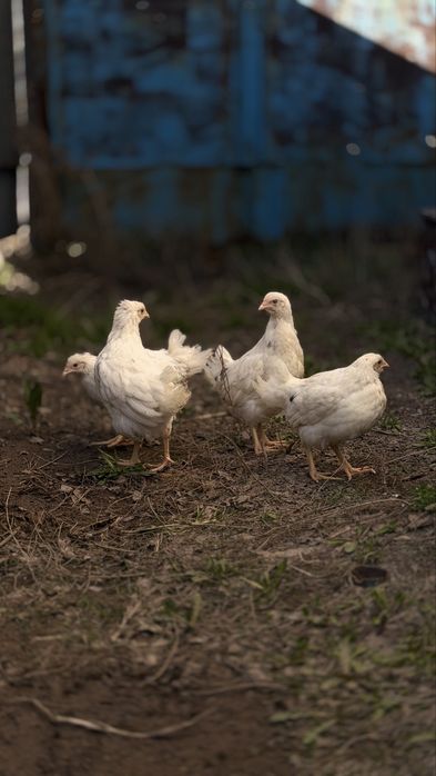 Куры молодки королл